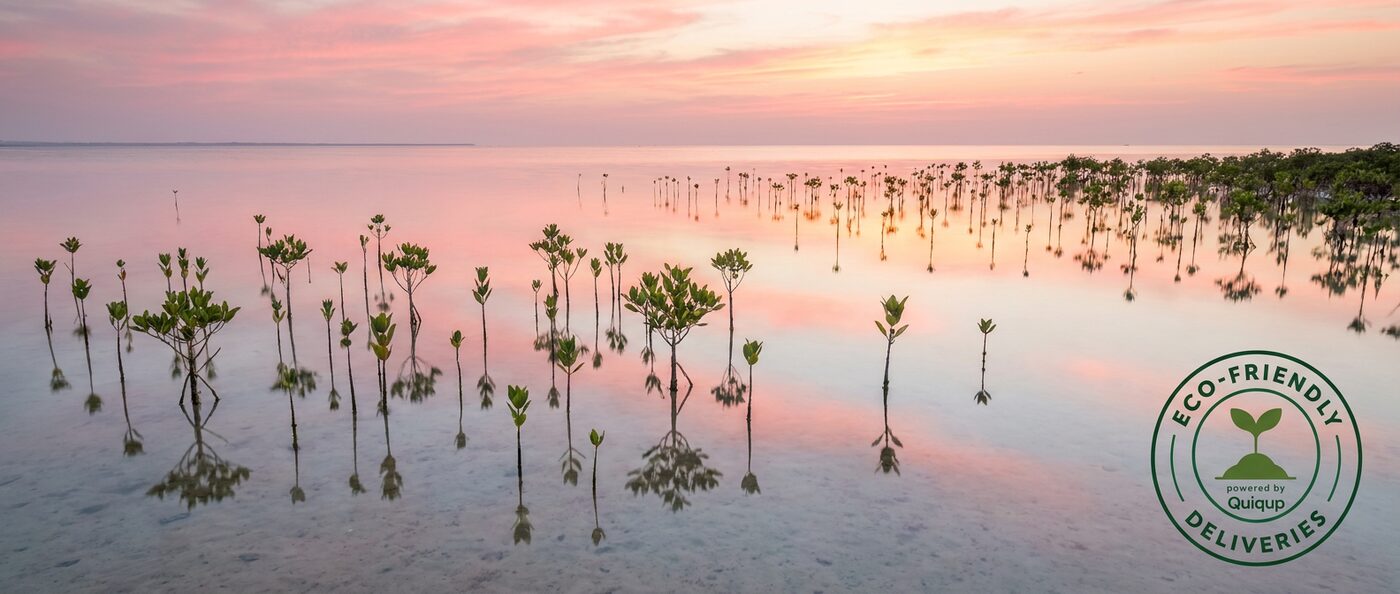 Mangrove seedlings reflected in still water at sunset